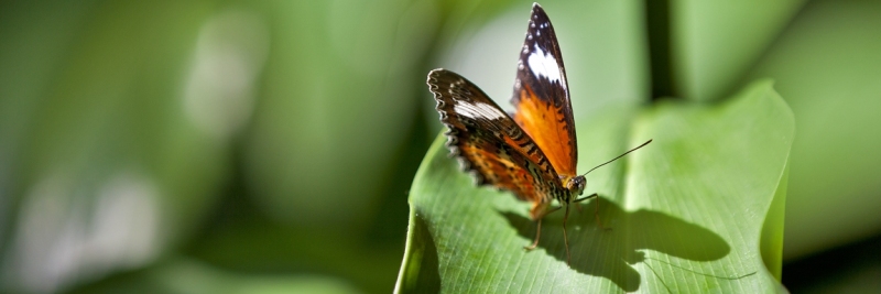 butterfly