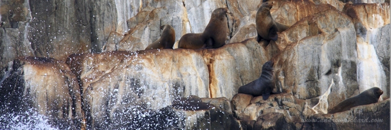 slideshow-seals-canon2